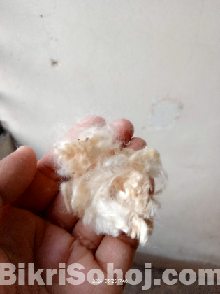 শিমুল তুলা